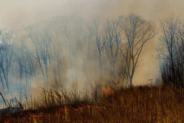 Bosbrand Bosbrand Het Najaar — Stockfoto