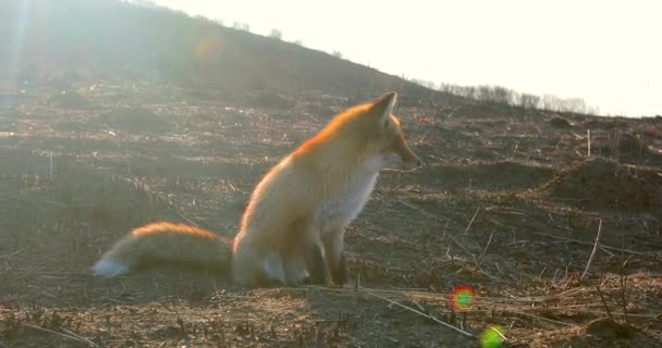 Wild red fox sits in the field. A fox sits in the field at dawn.