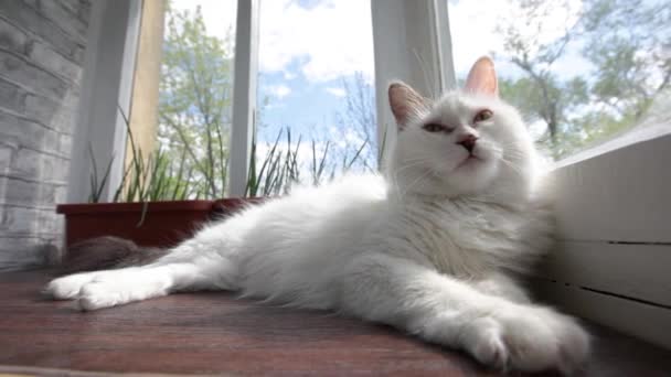 Witte Kat Ligt Het Balkon Zwaaiend Met Zijn Staart Kijkend — Stockvideo