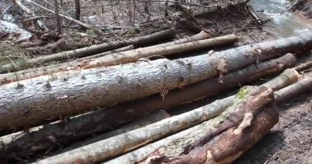 Close Trator Velho Puxa Para Baixo Coníferas Derrubadas Longo Uma — Vídeo de Stock