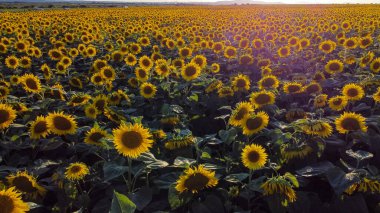 Ayçiçekleri olan güzel bir tarla. Birçok güzel sarı ayçiçekleri parlak bir günbatımının arka planında yetişir. Tarım