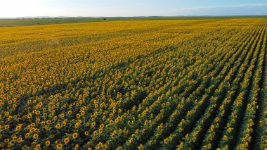 Yukarıdan bak. Gün batımında güzel bir ayçiçeği tarlası. Rus tarlasında ayçiçekleri