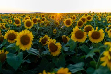 Ayçiçekleri olan güzel bir tarla. Birçok güzel sarı ayçiçekleri parlak bir günbatımının arka planında yetişir. Tarım
