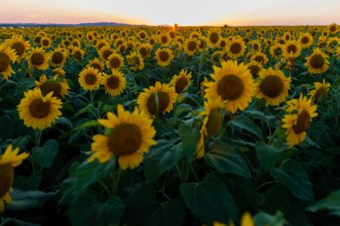 Ayçiçekleri olan güzel bir tarla. Birçok güzel sarı ayçiçekleri parlak bir günbatımının arka planında yetişir. Tarım