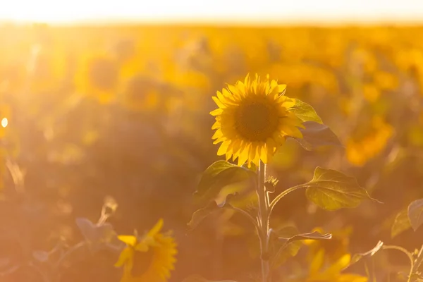 Gros Plan Fleur Jaune Beau Tournesol Sur Fond Champ Tournesol — Photo