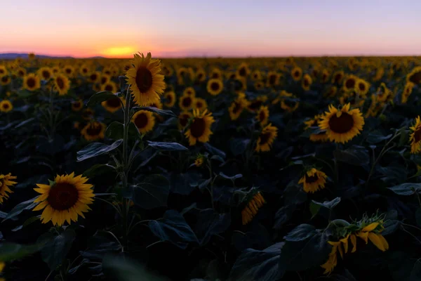 Ein Schönes Feld Mit Sonnenblumen Viele Schöne Gelbe Sonnenblumen Wachsen — Stockfoto