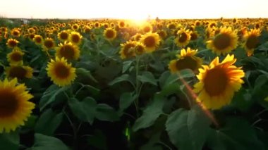 Güzel bir çiftlik arazisi. Günbatımı arka planında büyük bir ayçiçeği tarlası. Ayçiçeği sarı çiçekleri.