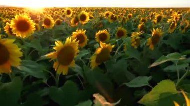 Güzel bir çiftlik arazisi. Günbatımı arka planında büyük bir ayçiçeği tarlası. Ayçiçeği sarı çiçekleri.