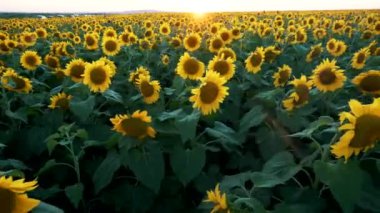 Güzel bir çiftlik arazisi. Günbatımı arka planında büyük bir ayçiçeği tarlası. Ayçiçeği sarı çiçekleri.