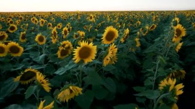 Yukarıdan bak. Gün batımında güzel bir ayçiçeği tarlasının üzerinde uçmak. Ayçiçeği sarı çiçekleri.