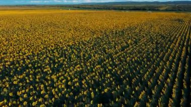 Yukarıdan bak. Gün batımında güzel bir ayçiçeği tarlasının üzerinde uçmak. Ayçiçeği sarı çiçekleri.