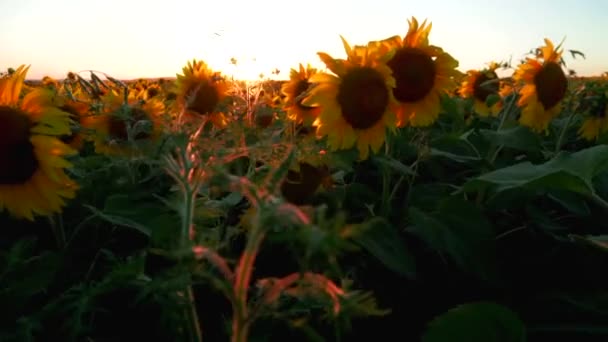 一个美丽的农场日落背景上的一个巨大的向日葵场 向日葵黄花 — 图库视频影像