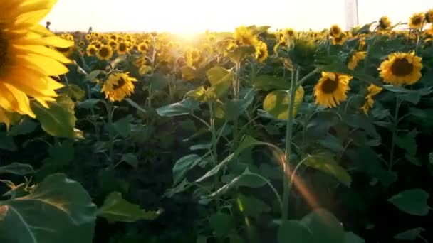 一个美丽的农场日落背景上的一个巨大的向日葵场 向日葵黄花 — 图库视频影像