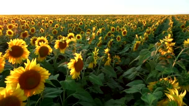 Krásné Pole Farmě Velké Slunečnicové Pole Pozadí Západu Slunce Slunečnicově — Stock video