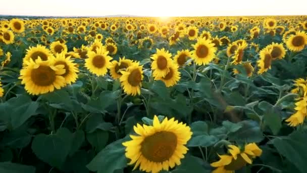 Beau Champ Ferme Grand Champ Tournesol Sur Fond Coucher Soleil — Video