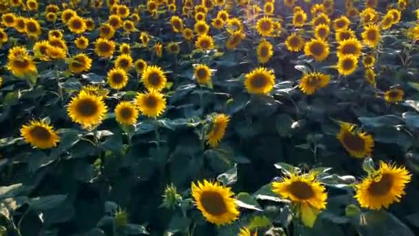 Blick Von Oben Flug Über Ein Wunderschönes Sonnenblumenfeld Bei Sonnenuntergang — Stockvideo