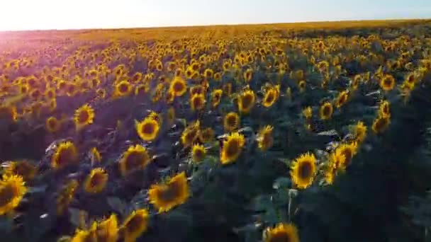 Pohled Shora Létání Krásném Slunečnicovém Poli Během Západu Slunce Slunečnicově — Stock video