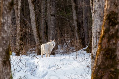 Rus avı kış ormanında. Uzak, güzel bir kış taygasında beyaz bir av köpeği karda duruyor.