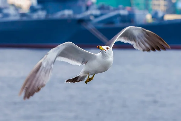 Hungry Pacific Seagulls Fly Boat Catch Bread Crumbs Sea Gulls — Stock Photo, Image