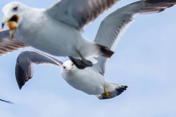 Hungry Pacific Seagulls Fly Boat Catch Bread Crumbs Sea Gulls — Stock Photo, Image