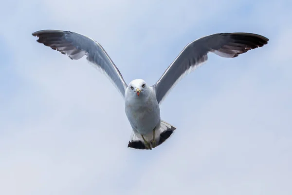 Hungry Pacific Seagulls Fly Boat Catch Bread Crumbs Sea Gulls — Stock Photo, Image