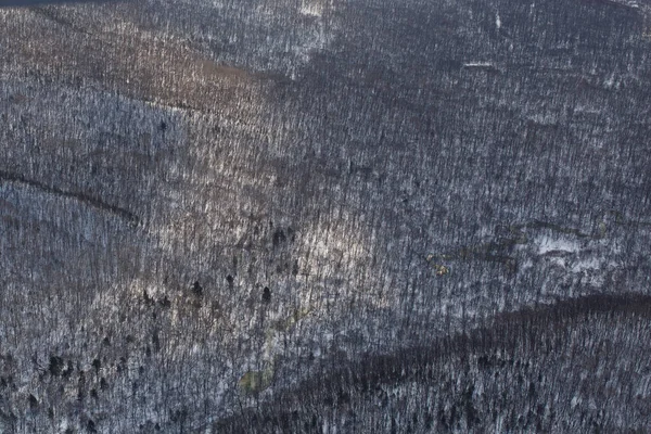Widok z góry. Zimowy las iglasty, schwytany z helikoptera — Zdjęcie stockowe