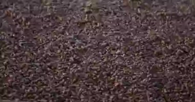 Çam fıstığı işleme atölyesi. Makine fazla kabuğu çıkarmak için çam fıstığını sallar.