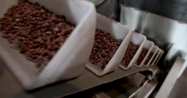 Close-up. Workshop untuk pengolahan kacang pinus. Konveyor mengangkat genggam kacang pinus dalam cangkir untuk diproses — Stok Video
