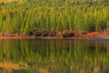 Parlak sonbahar ağaçları güzel bir gölde yansıtılır.