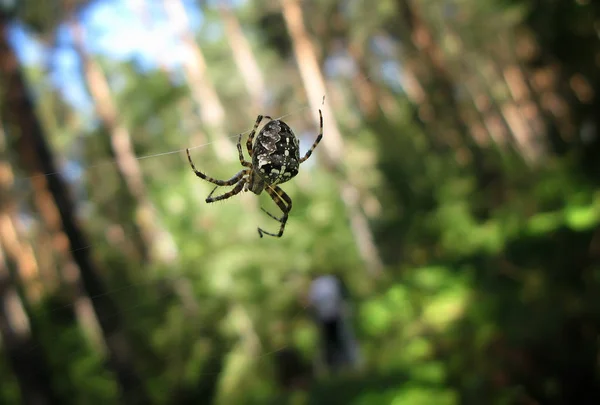 Background Spider Web Morning Dew Drops Green Grass Sun Glare — Stock Photo, Image