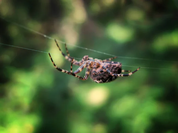 Telaraña Fondo Gotas Rocío Mañana Sobre Hierba Verde Resplandor Solar — Foto de Stock