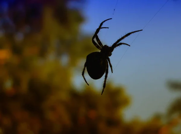 Toile Araignée Fond Dans Les Gouttes Rosée Matin Sur Herbe — Photo