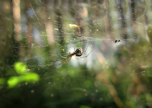 Background Spider Web Morning Dew Drops Green Grass Sun Glare — Stock Photo, Image