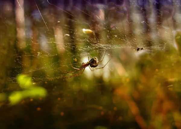 Telaraña Fondo Gotas Rocío Mañana Sobre Hierba Verde Resplandor Solar — Foto de Stock