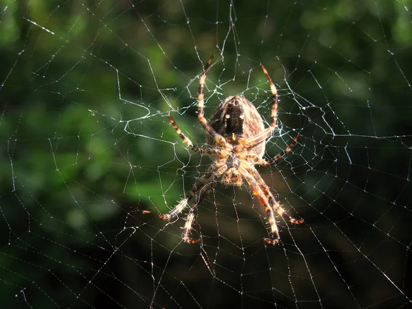 Telaraña Fondo Gotas Rocío Mañana Sobre Hierba Verde Resplandor Solar — Foto de Stock