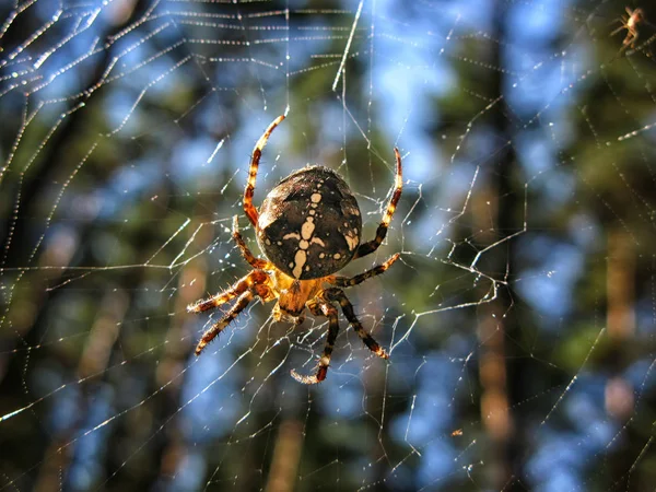 Telaraña Fondo Gotas Rocío Mañana Sobre Hierba Verde Resplandor Solar — Foto de Stock