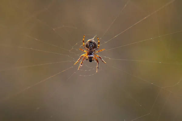 Hintergrund Spinnennetz Morgentau Tropfen Auf Grünem Gras Sonneneinstrahlung — Stockfoto