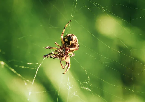 Telaraña Fondo Gotas Rocío Mañana Sobre Hierba Verde Resplandor Solar — Foto de Stock