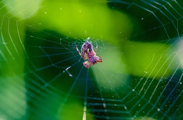 Ιστό Αράχνη Φόντο Πρωί Σταγόνες Δροσιά Στο Πράσινο Γρασίδι Αντηλιακό — Φωτογραφία Αρχείου