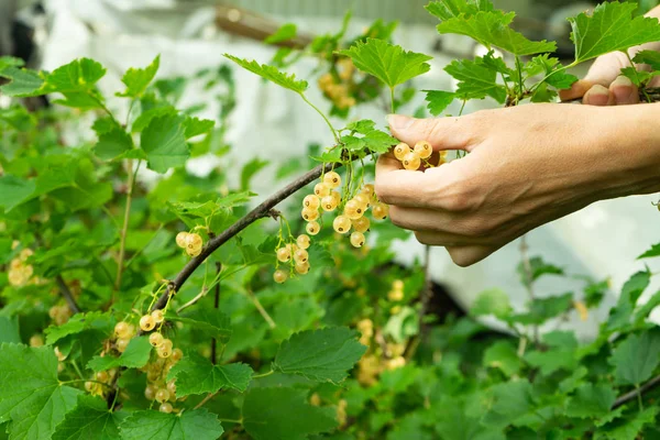 Bacche Ribes Sui Rami Ragazza Colleziona Ribes Cibo Sano — Foto Stock