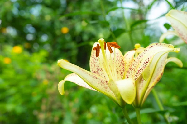 Preciosas Flores Lirios Amarillos Que Crecen Jardín Copiar Espacio — Foto de Stock