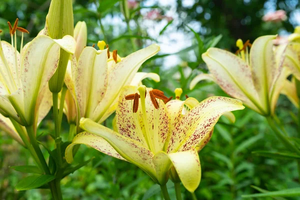 Lindas Flores Lírios Amarelos Crescendo Jardim Espaço Cópia — Fotografia de Stock