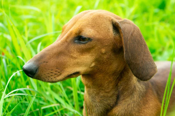 Jovem Dachshund Grama Verde Dia Ensolarado Retrato — Fotografia de Stock