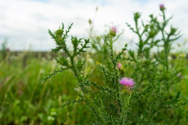 Silybum marianum Milk Thistle, tıbbi bitkiler alanıyla. Kopya alanı