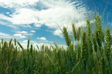 Alan beyaz bulutlar ile mavi gökyüzüne karşı yeşil buğday