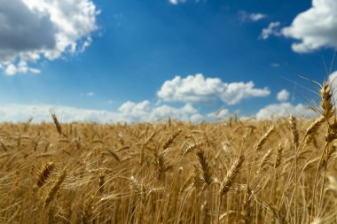 Alan beyaz bulutlar ile mavi gökyüzüne karşı olgun buğday.