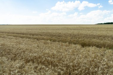 Alan beyaz bulutlar ile mavi gökyüzüne karşı olgun buğday.