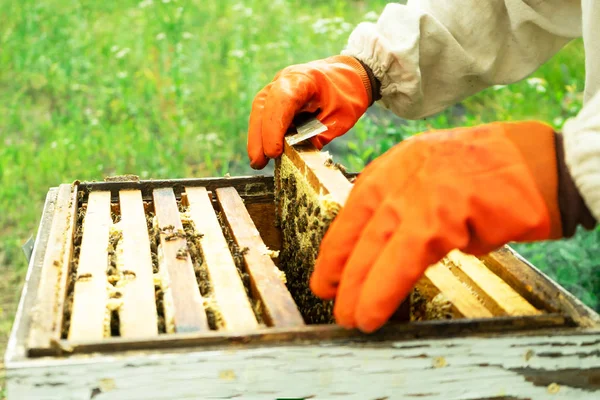 Бджоляр Рукавичках Виймає Рамки Вулика Перевірки Сільське Господарство — стокове фото