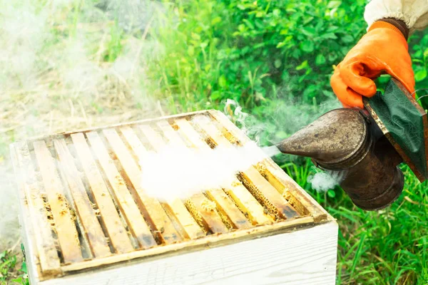 Včelaře Aby Kouřit Podregistru Rám Plné Včel Práci Včelaře Zemědělství — Stock fotografie