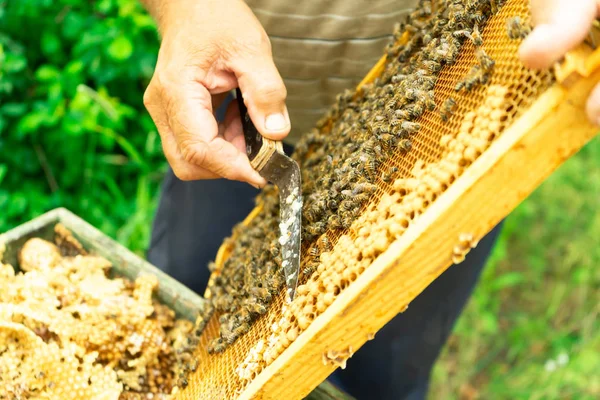 Бджолярі Розрізали Рамку Шкурами Сільське Господарство — стокове фото